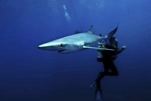 Risk Prints: Blue shark (Prionace glauca) in the Azores, Portugal, Atlantic, Europe