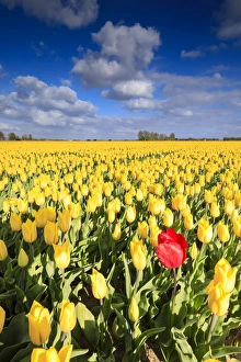 The Netherlands Prints: Blue sky and clouds in the fields of yellows tulips in bloom