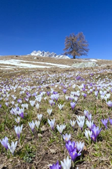 Blue sky on the colorful crocus flowers in bloom, Alpe Granda, Sondrio province, Masino Valley