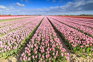The Netherlands Prints: Blue sky on rows of pink tulips in bloom in the fields of Oude-Tonge, Goeree-Overflakkee