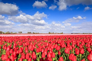 The Netherlands Prints: Blue sky and sun on fields of red tulips during spring bloom