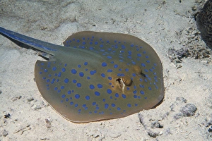 Sudan Prints: Blue spotted lagoon ray (Dasyatis kuhlli), Red Sea, Sudan, Africa