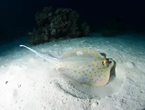 Red Sea Prints: Blue spotted ribbontail ray (Taeniura lemma) feeds on small creatures under the sand
