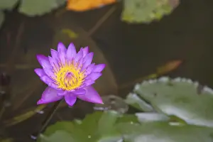 Blue star water lily (blue lotus flower) (Nymphaea stellata), national flower of Sri Lanka, Asia
