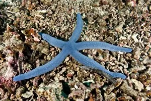 Images Dated 31st December 2011: Blue starfish (Linckia laevigata), Philippines, Southeast Asia, Asia
