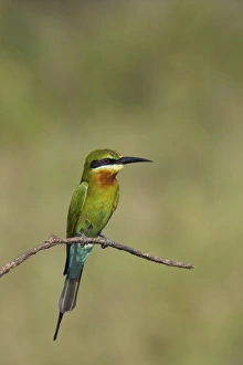Twig Prints: Blue-tailed Bee-eater (Merops philippinus), Uda Walawe National Park, Sri Lanka, Asia