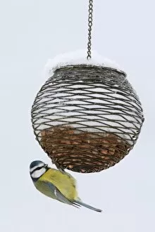 Images Dated 2nd November 2009: Blue tit on feeder in snow, United Kingdom, Europe
