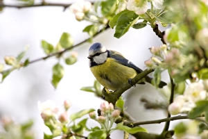 Blue Tit, (Parus caeruleus)