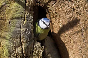 Safety Prints: Blue tit (Parus caerulus), emerging from nesthole, United Kingdom, Europe