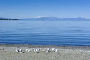 The blue waters of Lake Taupo with the Tongariro National Park in the background, North Island, New Zealand, Pacific