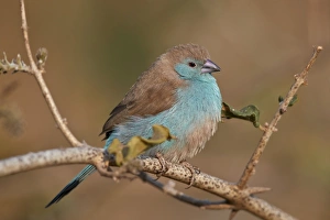 Blue waxbill (Uraeginthus angolensis), Kruger National Park, South Africa, Africa