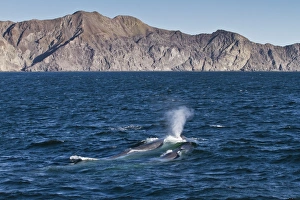 Blue Whale Prints: Blue whale cow (Balaenoptera musculus) and calf