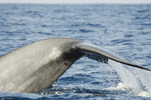Whales Prints: Blue whale, Southern Province, Indian Ocean, Sri Lanka, Asia