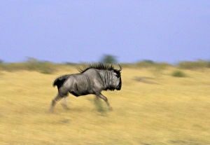 Running Prints: Blue wildebeest