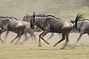 Images Dated 7th February 2007: Blue wildebeest (brindled gnu) (Connochaetes taurinus) herd running, Ngorongoro Conservation Area