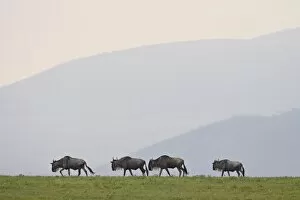Images Dated 14th February 2007: Four blue wildebeest (brindled gnu) (Connochaetes taurinus), Serengeti National Park
