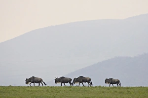 Images Dated 14th February 2007: Four blue wildebeest (brindled gnu) (Connochaetes taurinus), Serengeti National Park