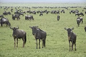 Images Dated 15th February 2007: Blue wildebeest (brindled gnu) (Connochaetes taurinus) herd, Serengeti National Park