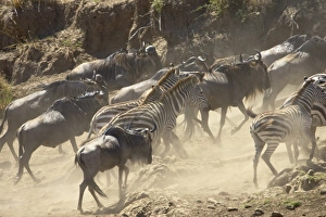 Images Dated 19th October 2006: Blue wildebeest (brindled gnu) (Connochaetes taurinus) and Grants zebra