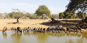 Antelope Prints: Blue wildebeest (Connochaetes taurinu) and Plains zebra (Equus quagga)