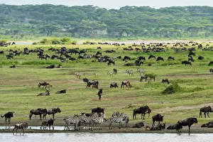 Blue wildebeest (Connochaetes taurinus) and common zebras (Equus quagga) grazing, Ndutu Conservation Area, Serengeti, Tanzania