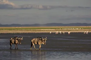 Hazy Prints: Blue wildebeest (Connochaetes taurinus) (gnu)