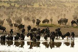 Blue wildebeest (Connochaetes taurinus) at waterhole, Ndutu Conservation Area, Serengeti, Tanzania