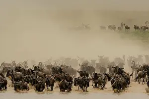 Blue wildebeest (Connochaetes taurinus) and zebras (Equus quagga) running in a cloud of dust, Serengeti, Tanzania