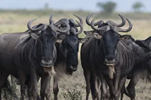 Serengeti Prints: Blue wildebeest (gnu) (Connochaetes taurinus), Ndutu, Ngorongoro Conservation Area