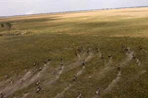 Dust Gallery: Blue wildebeest seen from helicopter flight over Busanga Plains, Kafue National Park
