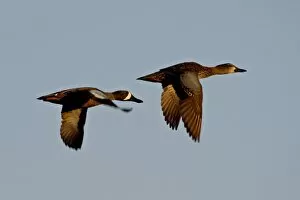 Images Dated 4th April 2010: Blue-winged teal (Anas discors) pair in flight, Whitewater Draw Wildlife Area