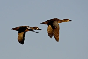 Images Dated 4th April 2010: Blue-winged teal (Anas discors) pair in flight, Whitewater Draw Wildlife Area