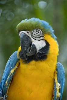 Macaw Prints: Blue and yellow macaw (Ara Ararauna), Macaw Mountain Bird Park, Copan, Honduras