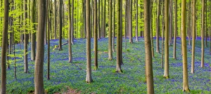 Botanical Collection: Bluebell flowers (Hyacinthoides non-scripta) carpet hardwood beech forest in early spring