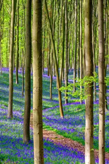 Botanical Gallery: Bluebell flowers (Hyacinthoides non-scripta) carpet hardwood beech forest in early spring