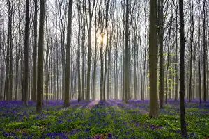 Flanders Prints: Bluebell flowers (Hyacinthoides non-scripta) carpet hardwood beech forest in early spring