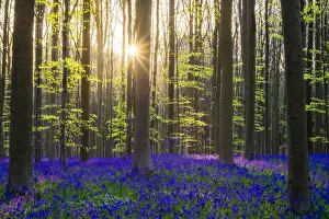 Bluebell flowers (Hyacinthoides non-scripta) carpet hardwood beech forest in early spring