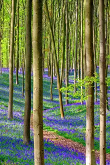 Bluebell flowers (Hyacinthoides non-scripta) carpet hardwood beech forest in early spring