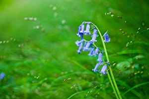 Hyacinthoides Non Scripta Prints: Bluebell (Hyacinthoides non-scripta), Oxfordshire, England, United Kingdom, Europe