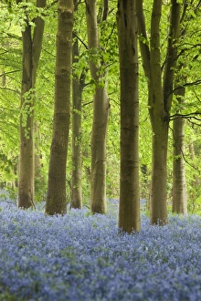 In Bloom Prints: Bluebell wood, Chipping Campden, Cotswolds, Gloucestershire, England, United Kingdom