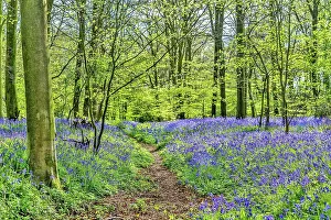 Bluebell Prints: Bluebell wood near Hailsham, East Sussex, England, United Kingdom, Europe