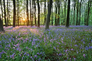 Abundance Prints: Bluebell wood, Stow-on-the-Wold, Cotswolds, Gloucestershire, England, United Kingdom