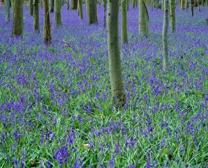 Lush Gallery: A bluebell wood in Sussex, England, UK