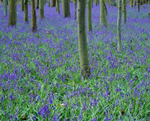 Lush Gallery: A bluebell wood in Sussex, England, UK