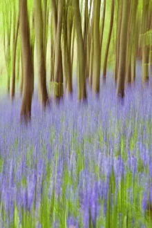 Images Dated 30th April 2009: Bluebell woods, Somerset, England, United Kingdom, Europe