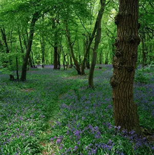 Wood Land Prints: Bluebells in an ancient wood in spring time in the Essex countryside, England
