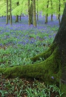 Spring Time Prints: Bluebells in beech woodland, Buckinghamshire, England, UK, Europe