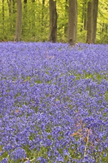 Large Group Prints: Bluebells beneath trees, West Woods, Wiltshire, England, United Kingdom, Europe