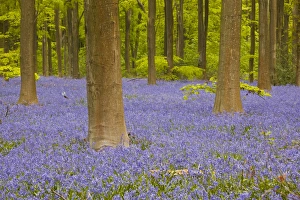 Bluebells beneath trees, West Woods, Wiltshire, England, United Kingdom, Europe