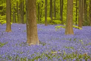 Images Dated 27th April 2011: Bluebells beneath trees, West Woods, Wiltshire, England, United Kingdom, Europe